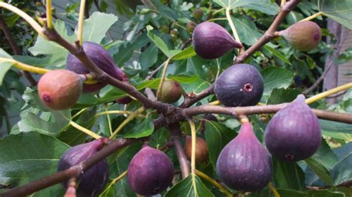 Are fig trees poisonous?