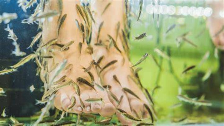 Are fish pedicures illegal?