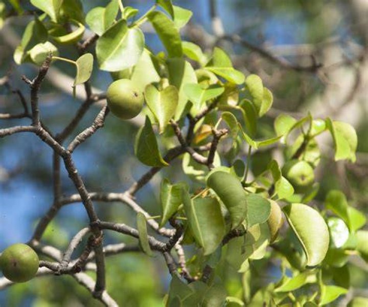 Are peach trees poisonous?