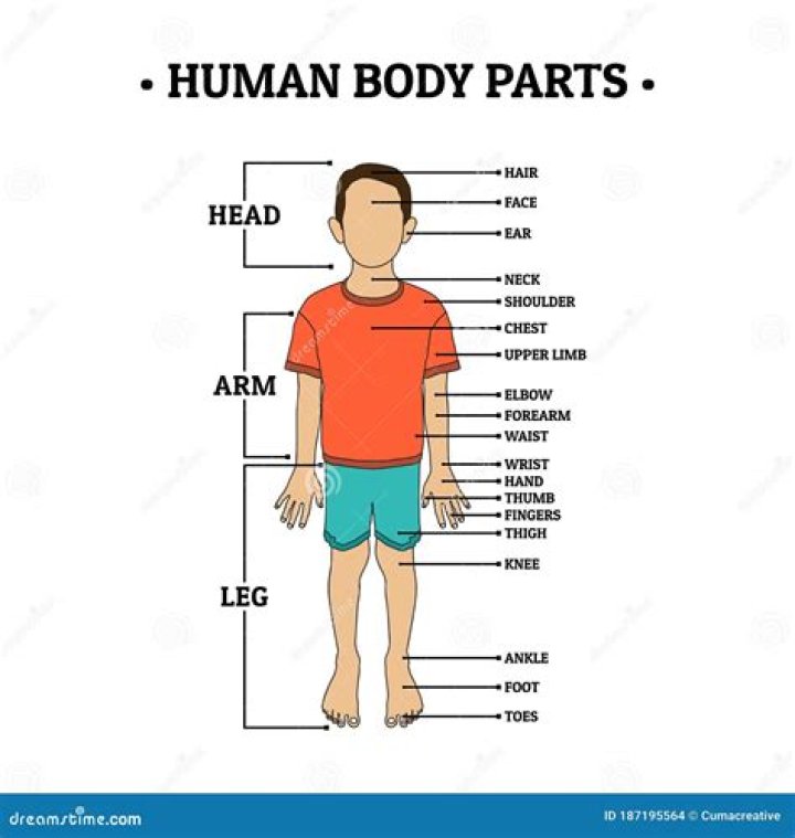 Arm, Finger, Human body, Shoulder, Hand, Waist, Joint, Standing, Chest, Elbow, 