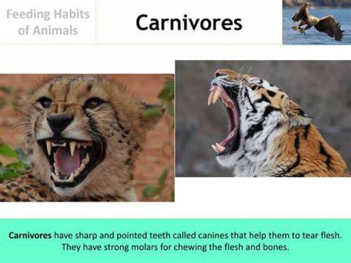 As dedicated carnivores, cat&rsquo;s pointed teeth perform well when it comes to piercing flesh and tearing meat from the bone. Photo by Josh Cassidy/KQED