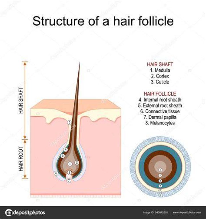 caída del pelo caída del pelo