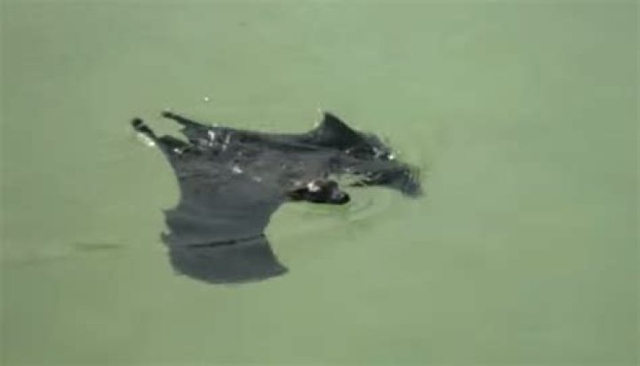 Can bats swim?