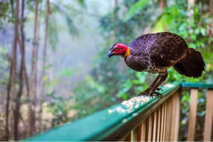 Can Bush turkeys kill snakes?