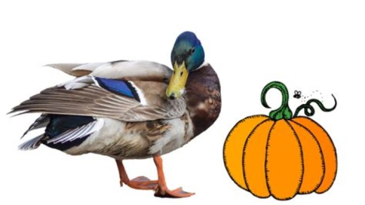 Can ducks eat pumpkin?