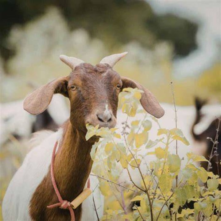 Can goats eat wild cherry tree?