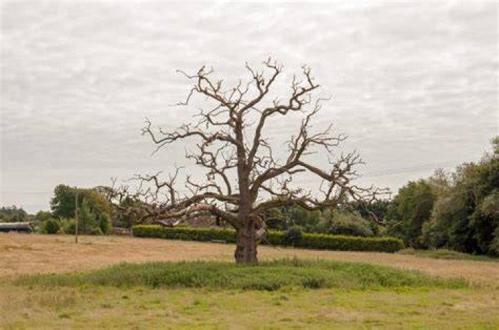 Can you revive a dead oak tree?