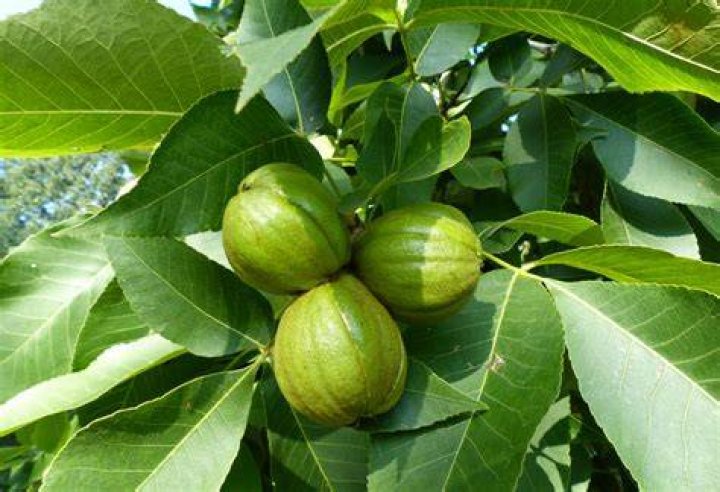 Do hickory trees have nuts?