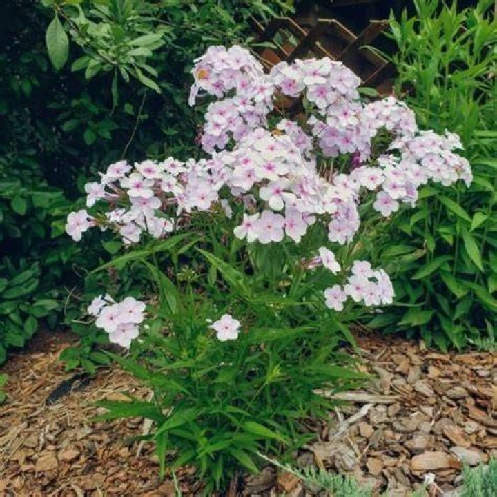 Do Ixia come back every year?