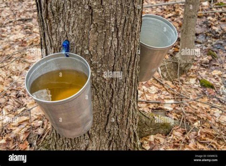 Do palm trees produce sap?