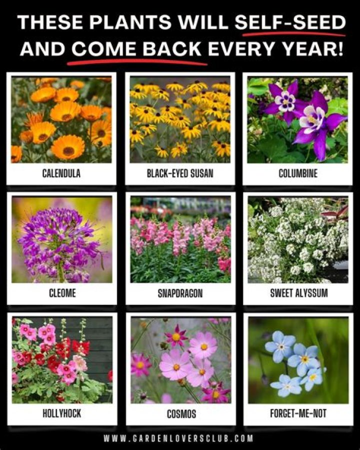 Do verbascum come back every year?