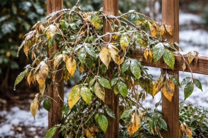 Does Acanthus die back in winter?