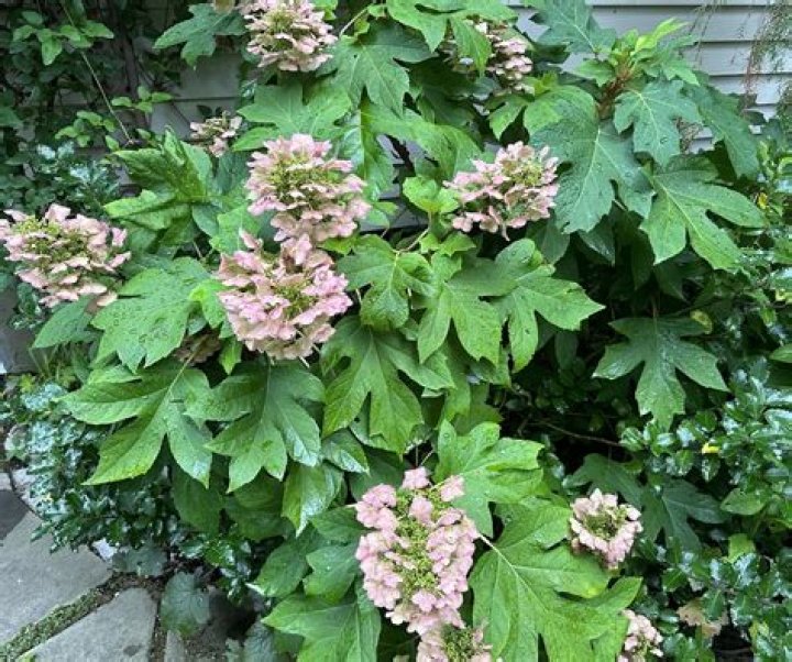 Does an oakleaf hydrangea bloom all summer?
