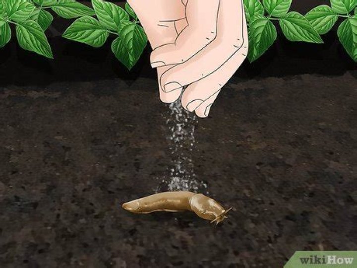 Does Epsom salt kill slugs and snails?