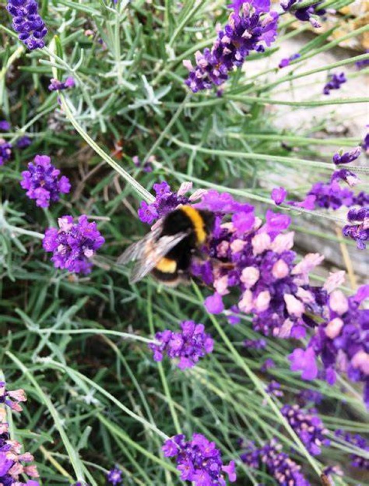 Does lavender attract bees or wasps?
