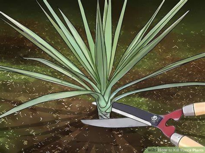 Does vinegar kill yucca plants?