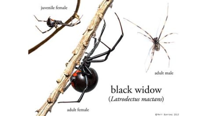 Does WD40 kill black widows?
