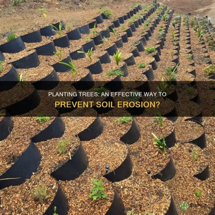 How can trees prevent erosion?