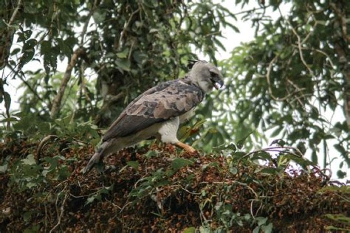 How do harpy eagles eat?