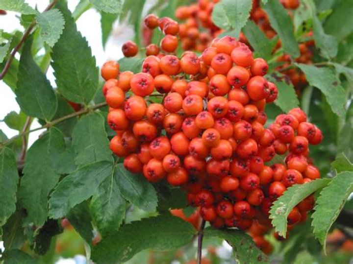 How do you propagate a rowan tree?
