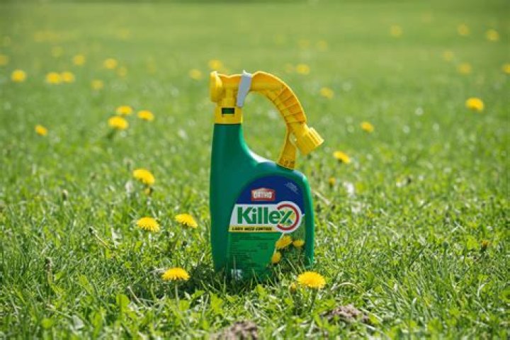 How long does Clethodim need before rain?