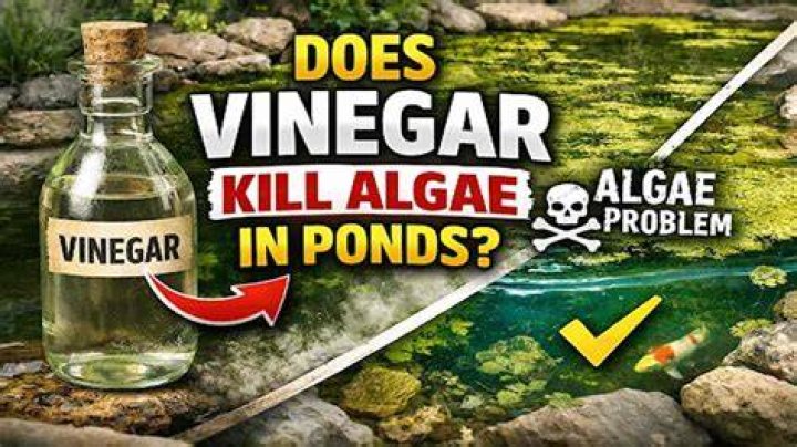 How long does it take for vinegar to kill algae?