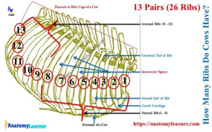 How many bones does a cow have?