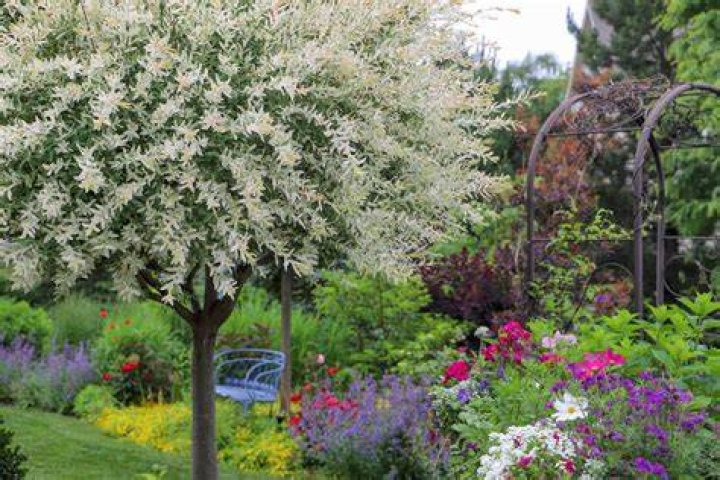How tall do dappled willow trees get?