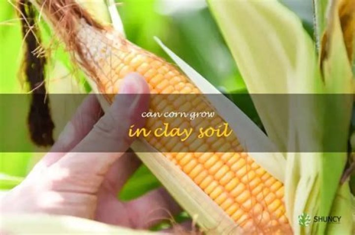 How well does corn grow in clay soil?