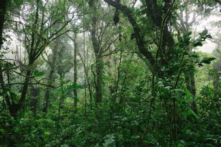 Image of a forest filled with shrubbery in Lost Ark