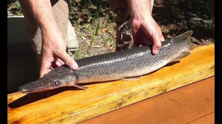 Is garfish good eating?