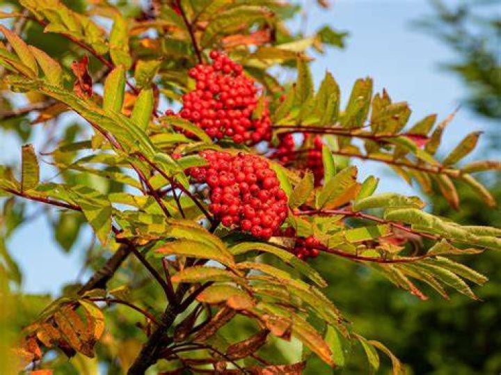 Is mountain ash tree poisonous?