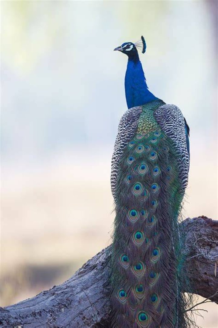 Is seeing a peacock good luck?