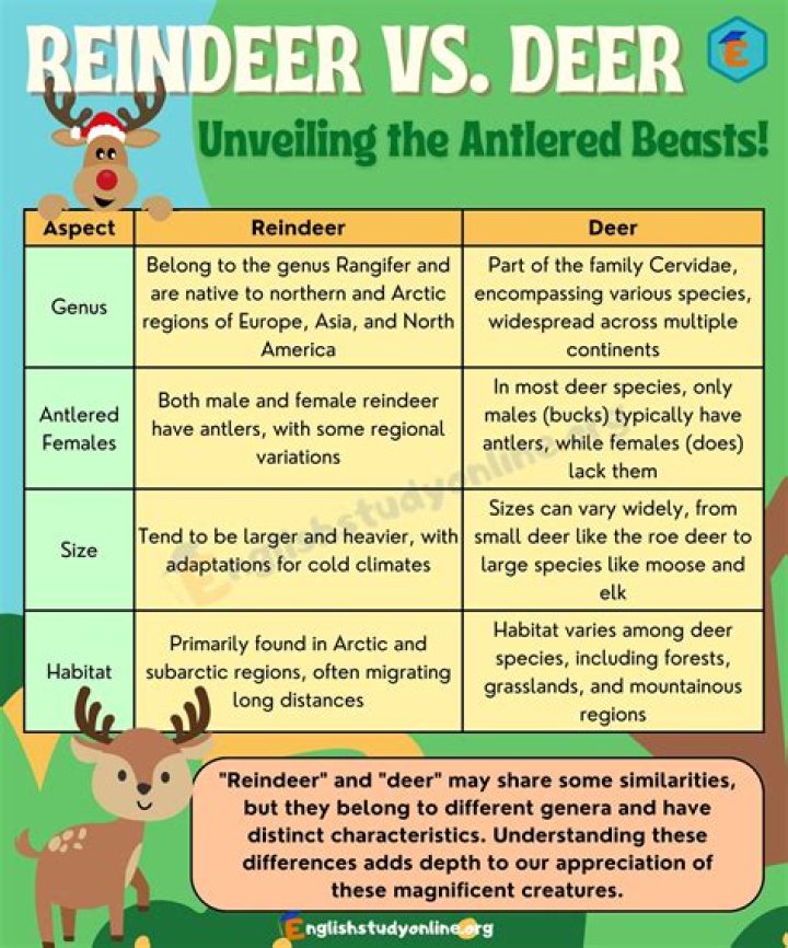 Is there a difference between a deer and reindeer?