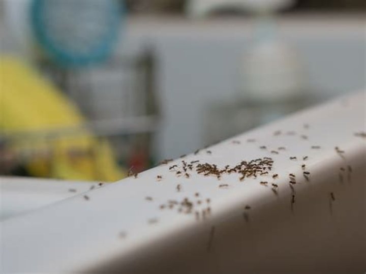 Quick Answer: What Are The Tiny Ants In My Kitchen??
