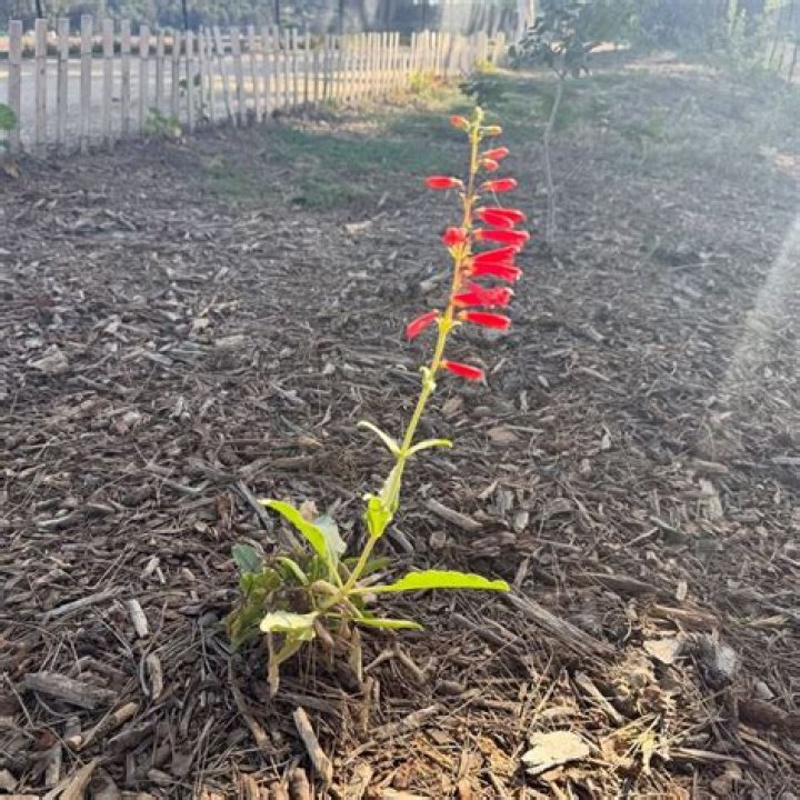 Should penstemon be cut back?