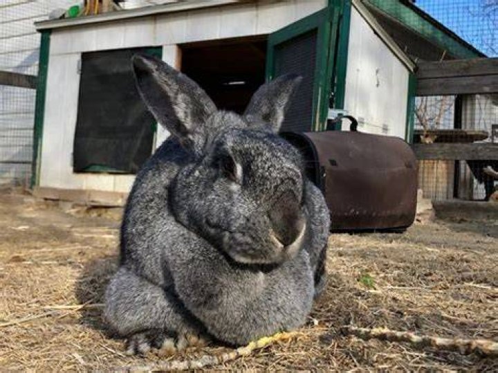 This MASSIVE Rabbit Needs A New Home