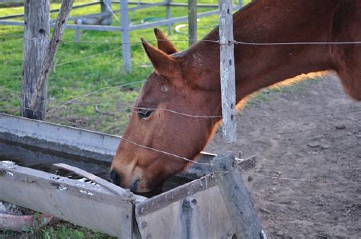 Vertebrate, Jaw, Halter, Organ, Snout, Temple, Neck, Horse supplies, Cool, Liver, Vertebrate, Jaw, Halter, Organ, Snout, Temple, Neck, Horse supplies, Cool, Liver,