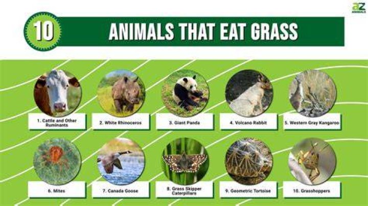 What animal eats lemongrass?