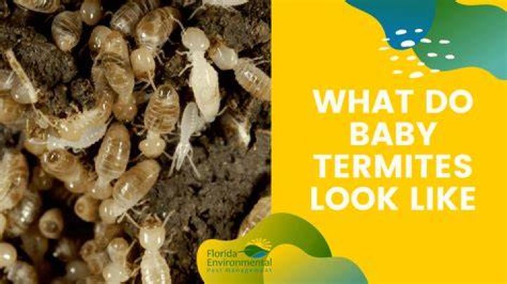 What do termites look like as babies?