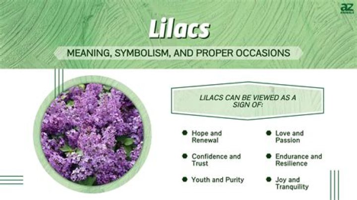 What does a lilac symbolize?