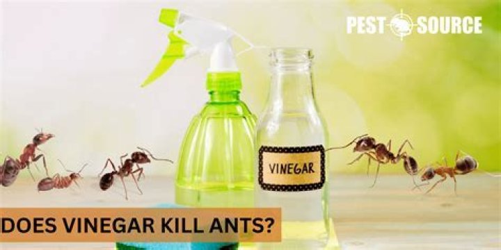 What Does Vinegar Do To Ants??