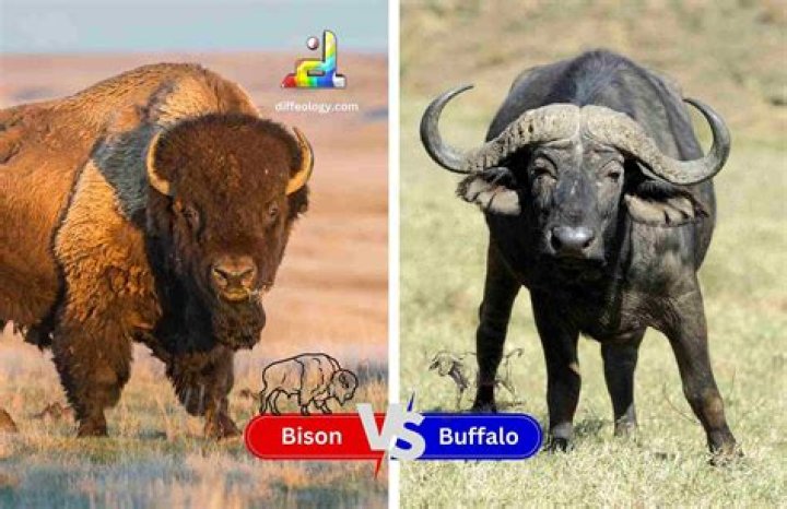 What Is The Difference Between Buffalo And Sriracha Buffalo? (Solution)