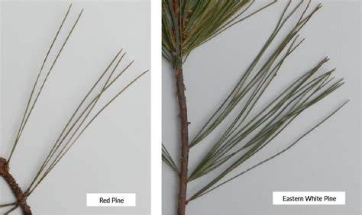 What is the difference between white pine and red pine?