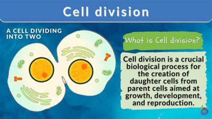 What occurs before a cell divides?