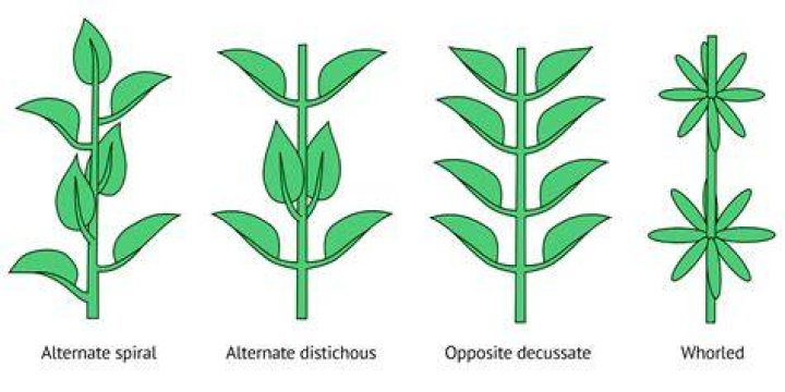 What plants Decussate leaves?