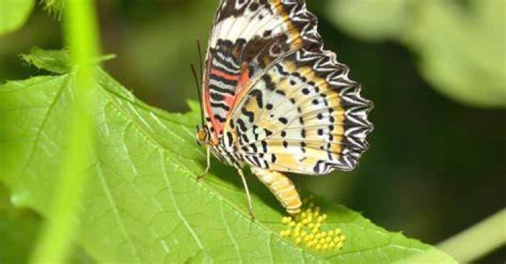Where does butterfly lay their eggs?