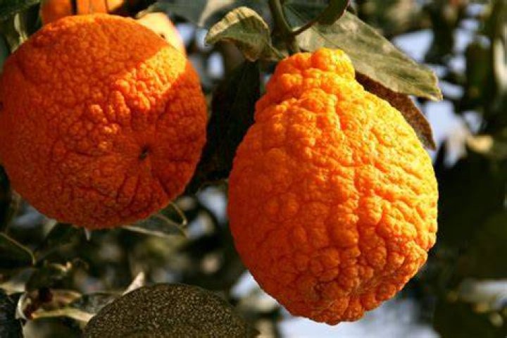 Why are my oranges lumpy?