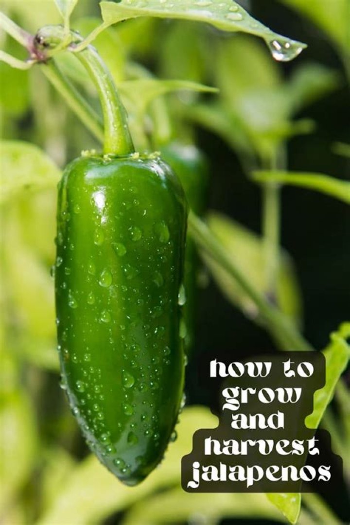Why do jalapenos get lines on them?