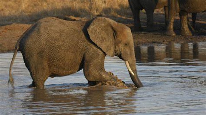 Why Elephants Can’t Run 373 Miles Per Hour | NOVA